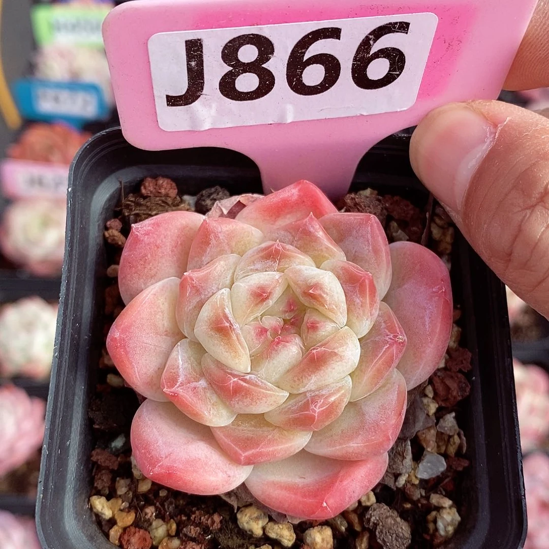 冰魄6cm多肉植物