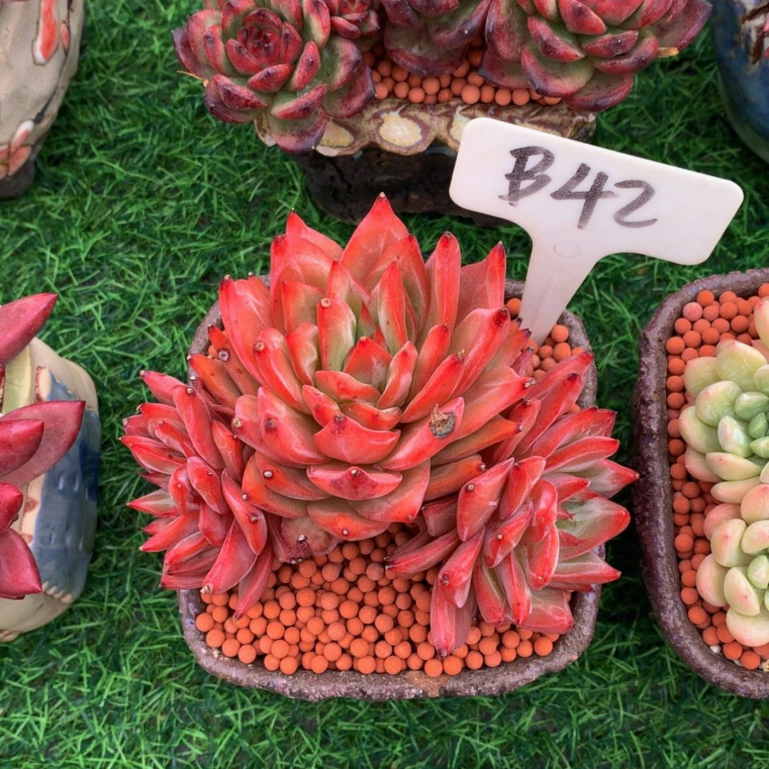 B***悟多肉植物72727373738
