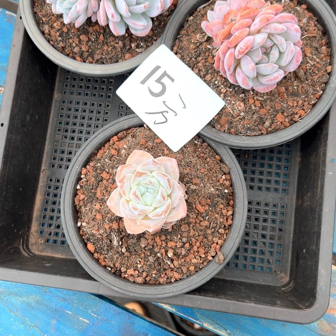 方*15，喝喝茶好拒绝你才能成就