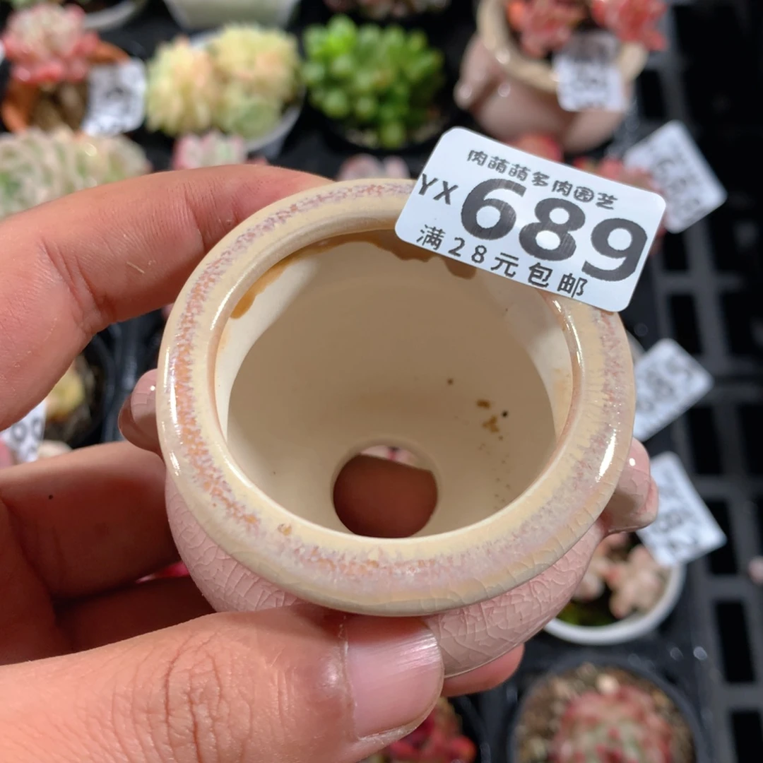 5CM拇指盆精控多肉YX689