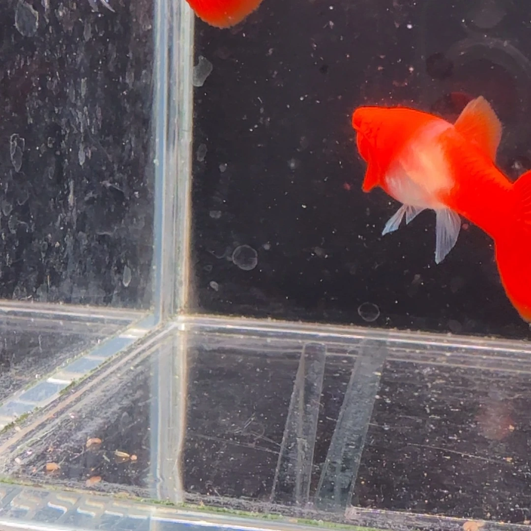 孔雀鱼鸿运当头双份水1对