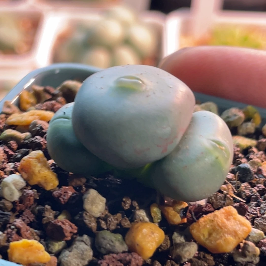 玻尿酸大嘴嘟嘟嘴植物一物一拍