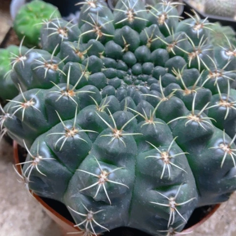 分哦花太仙人球15米仙人球