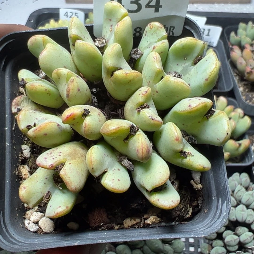 【闪购商品】434。