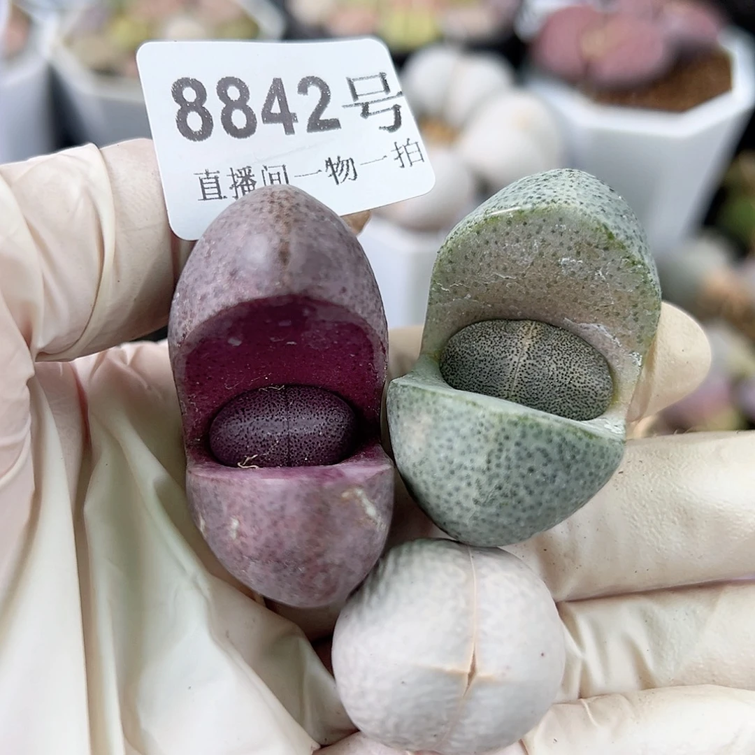 8842 好养易活生石花大母本3个