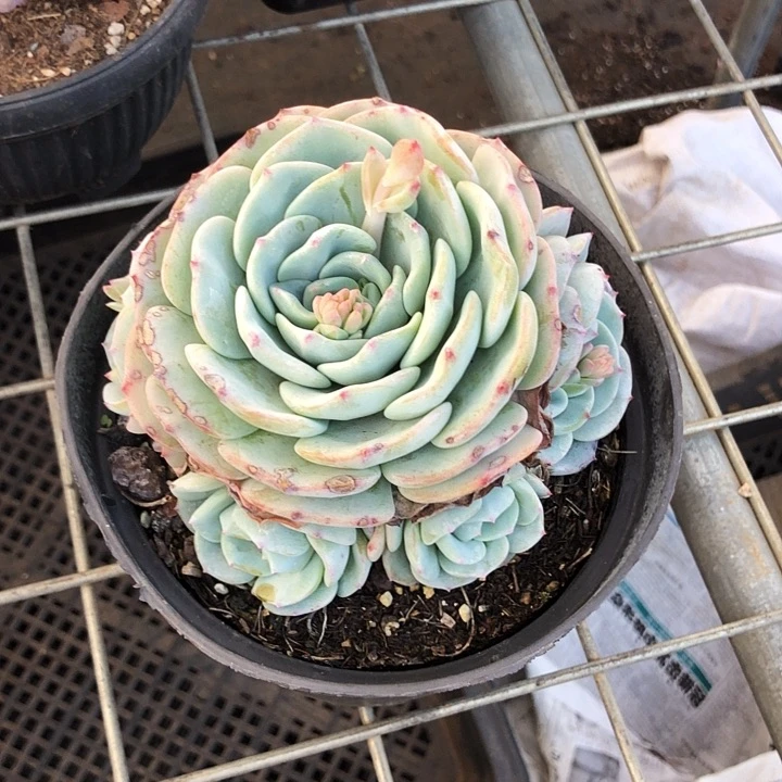 勃朗峰捧花多肉植物