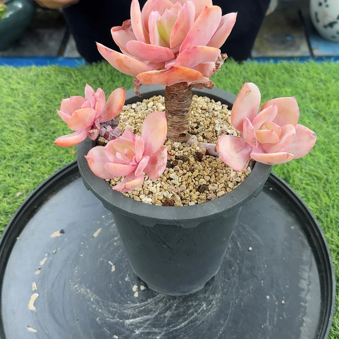 多肉植物多肉植物