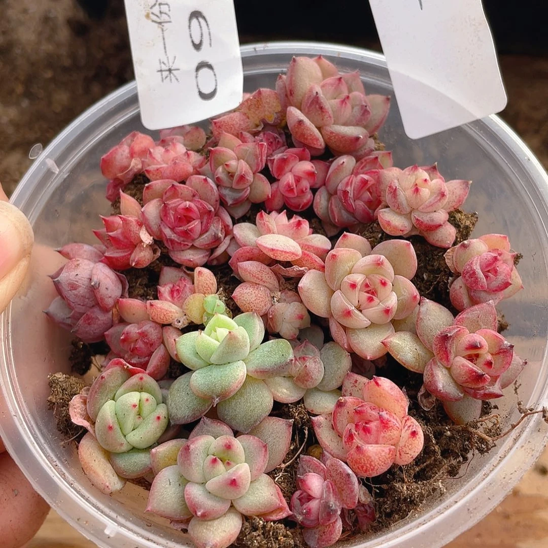 量拍多肉植物多肉植物918