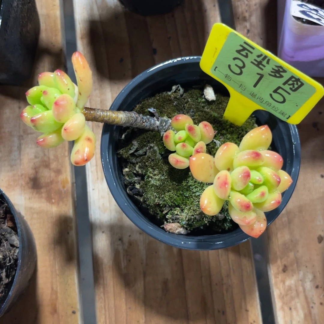 z****云尘多肉一物一拍315