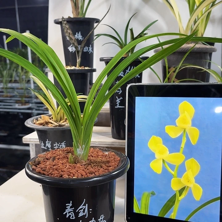 完全开放春剑，黄素荷