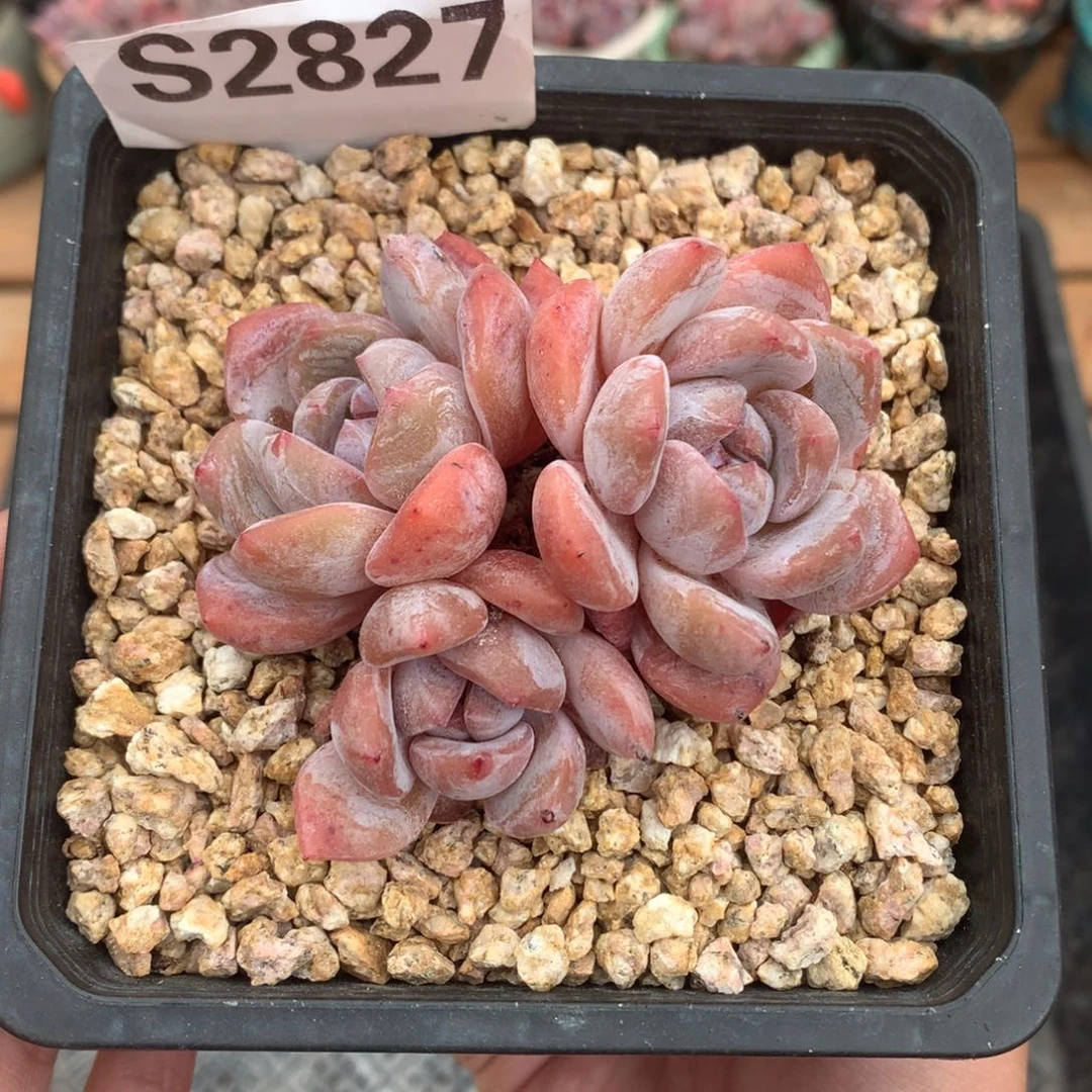 S2827 橙子找长腿 无砍 7.5cm