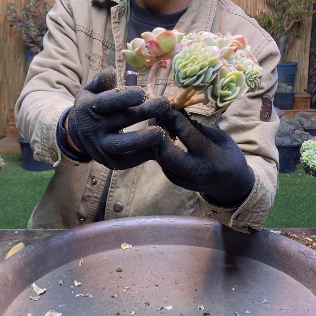 龙*豆268号星那塔缀化