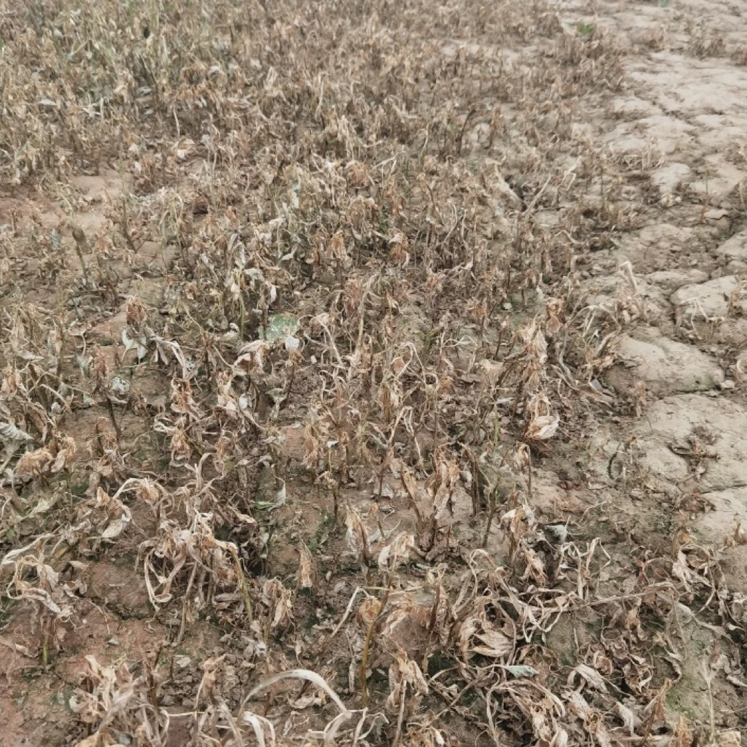 【蒜苗田专用除草剂】专门针对蒜苗地尖叶草圆叶草和封闭