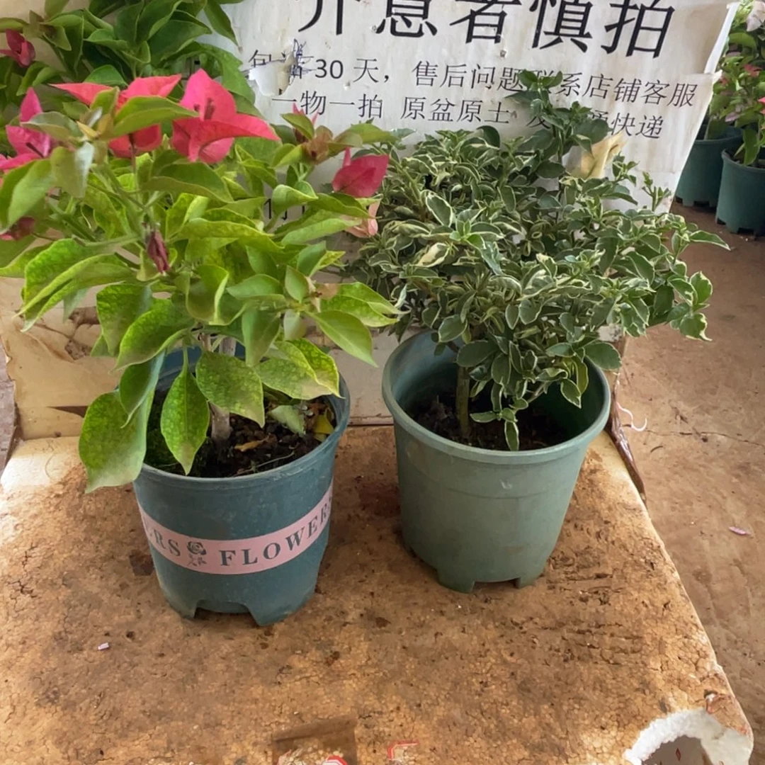 当前无花朵,栽培后可花朵7h2