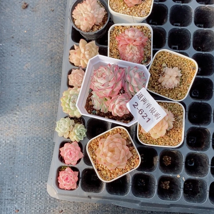 逆*逆2-621的多肉多肉多肉多肉