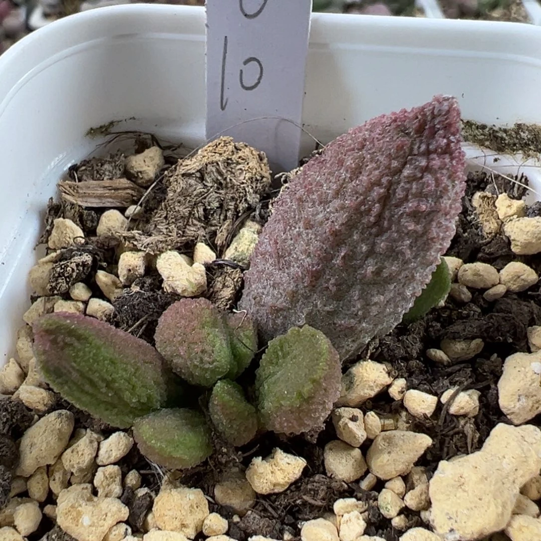 颗粒款实生新品多肉植物水泡