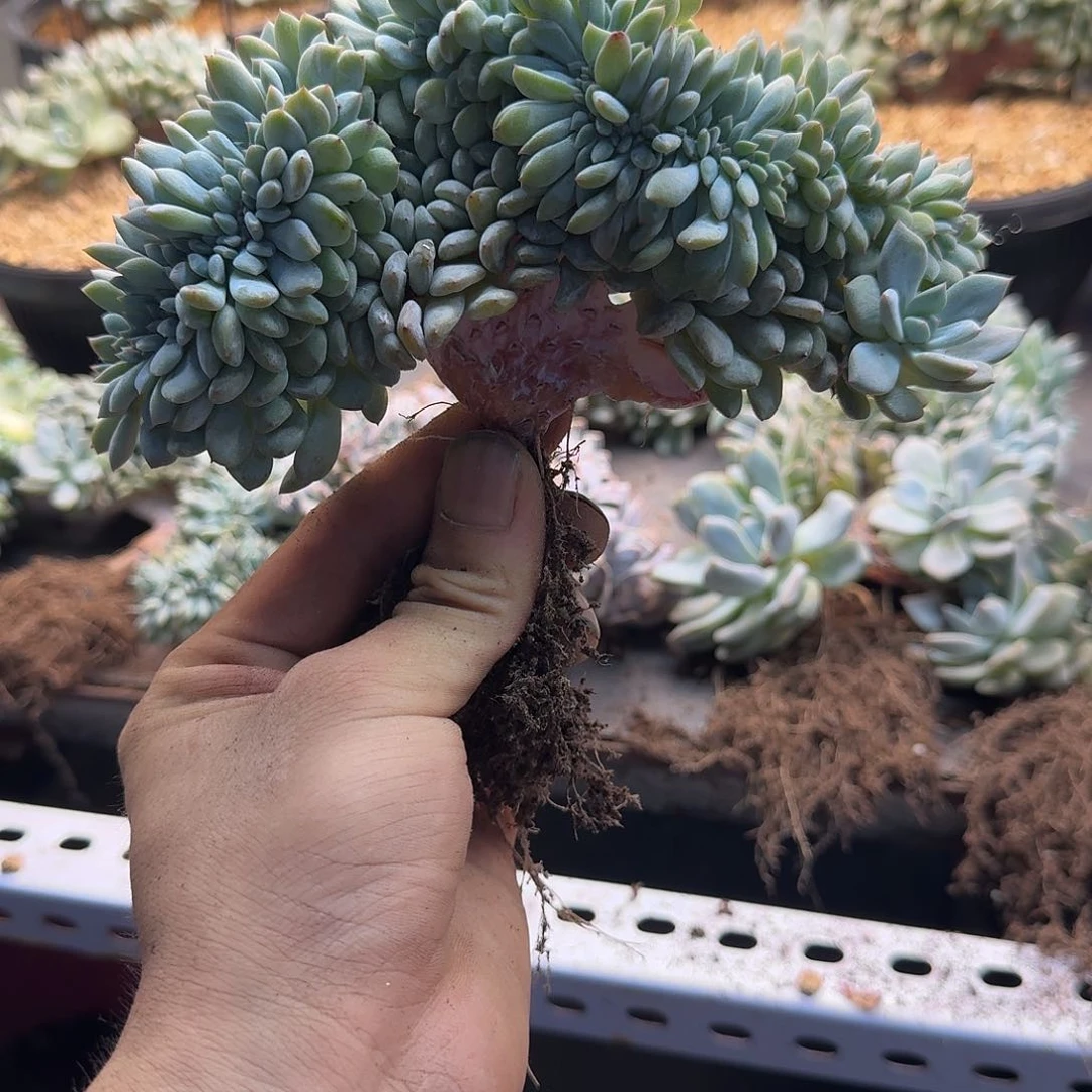 星影树缀无砍多肉