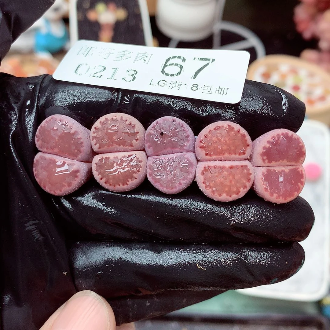 郎哥多肉生石花13-67