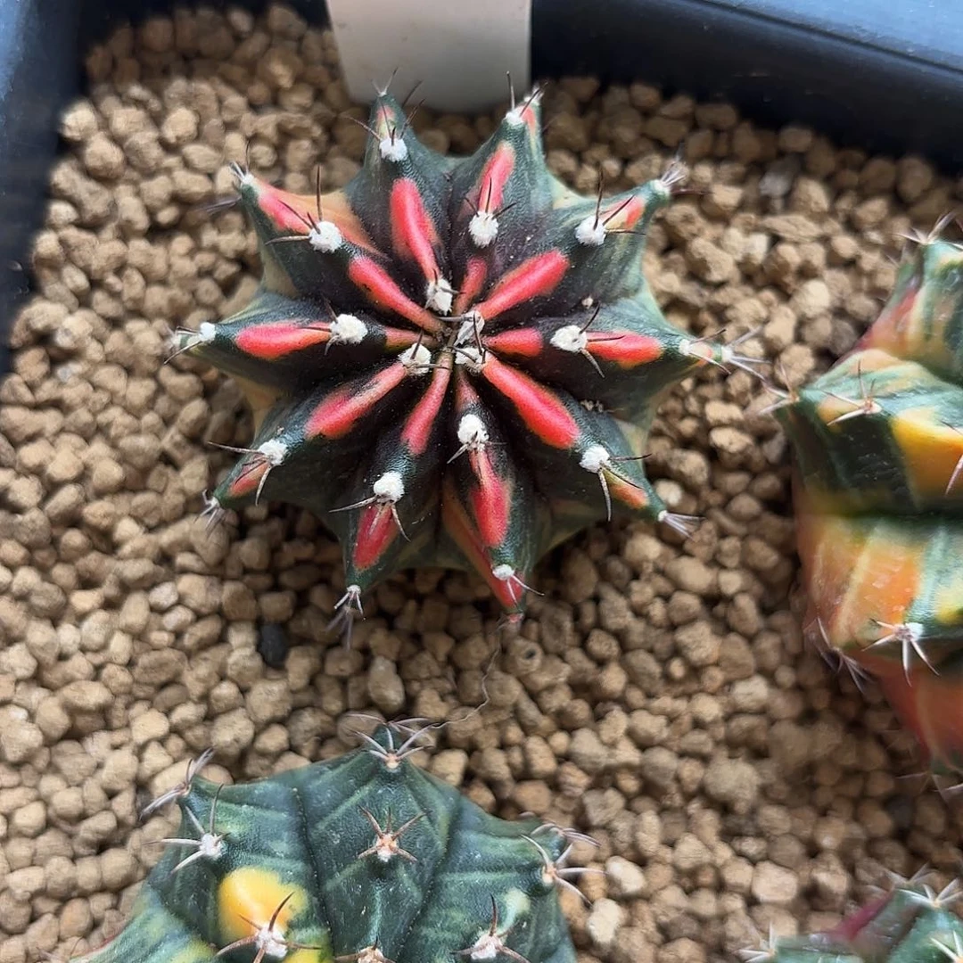 239-0704泰国发货多肉