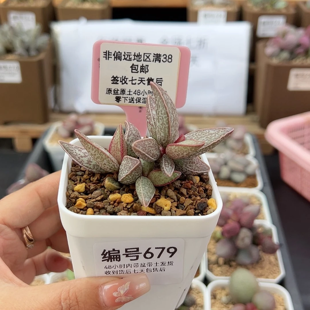 679红太平多肉植物
