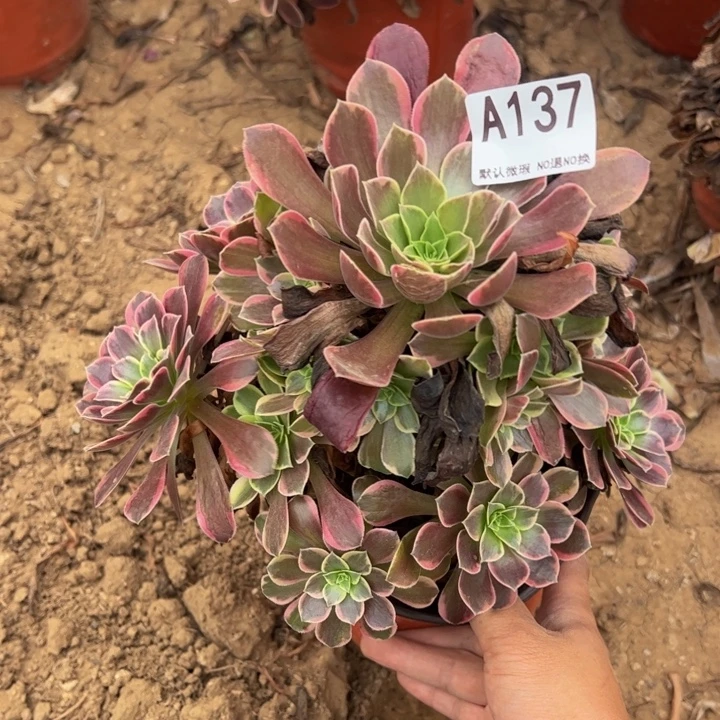金丝却多肉植物137.