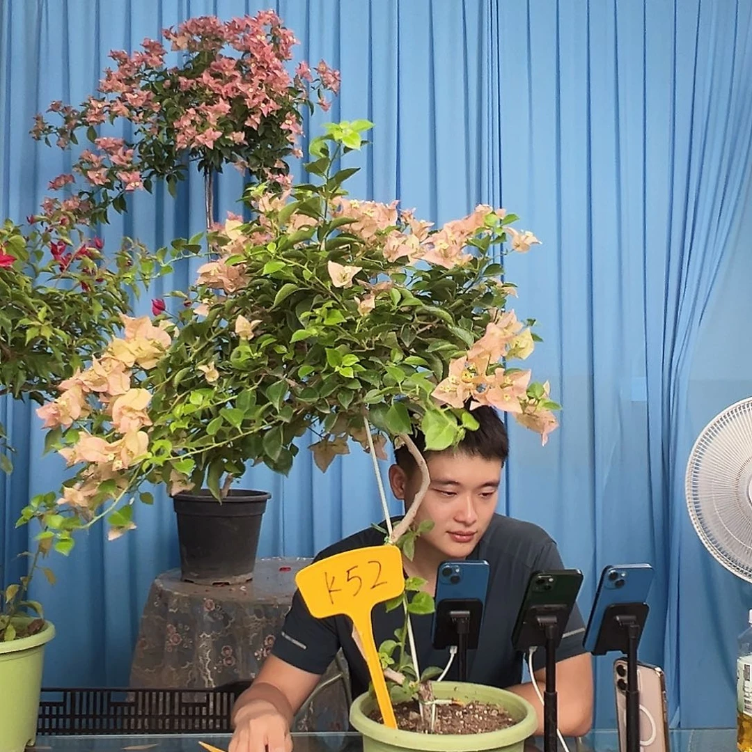 藤***麻当前无花栽培后可以开花K52所罗门