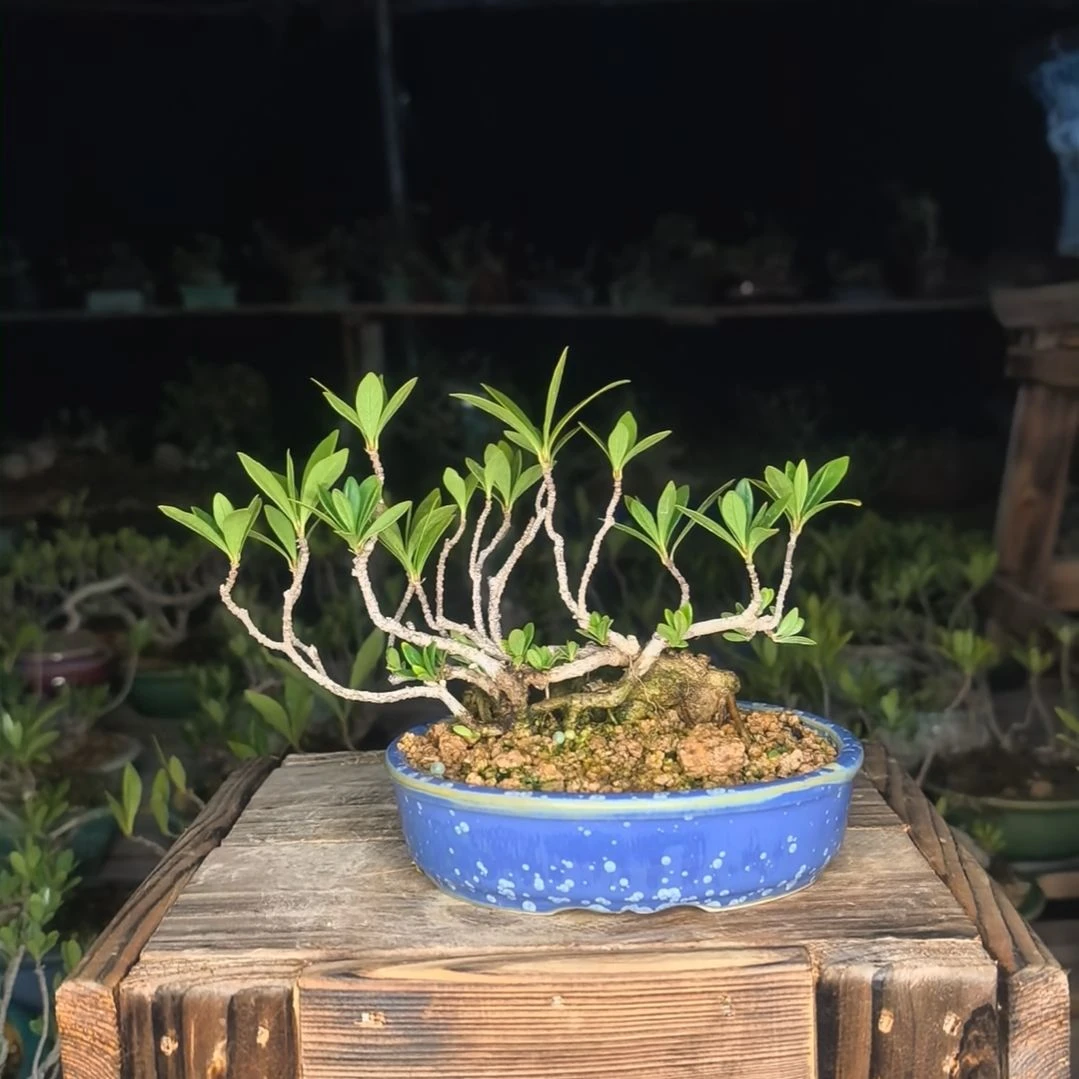 栀子花盆栽小米叶栀子花