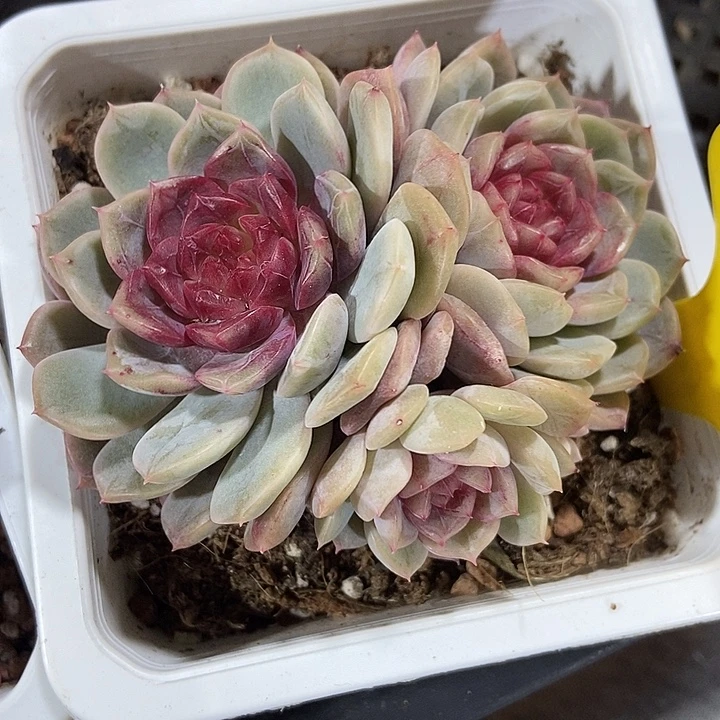 多肉植物糖果珍妮867