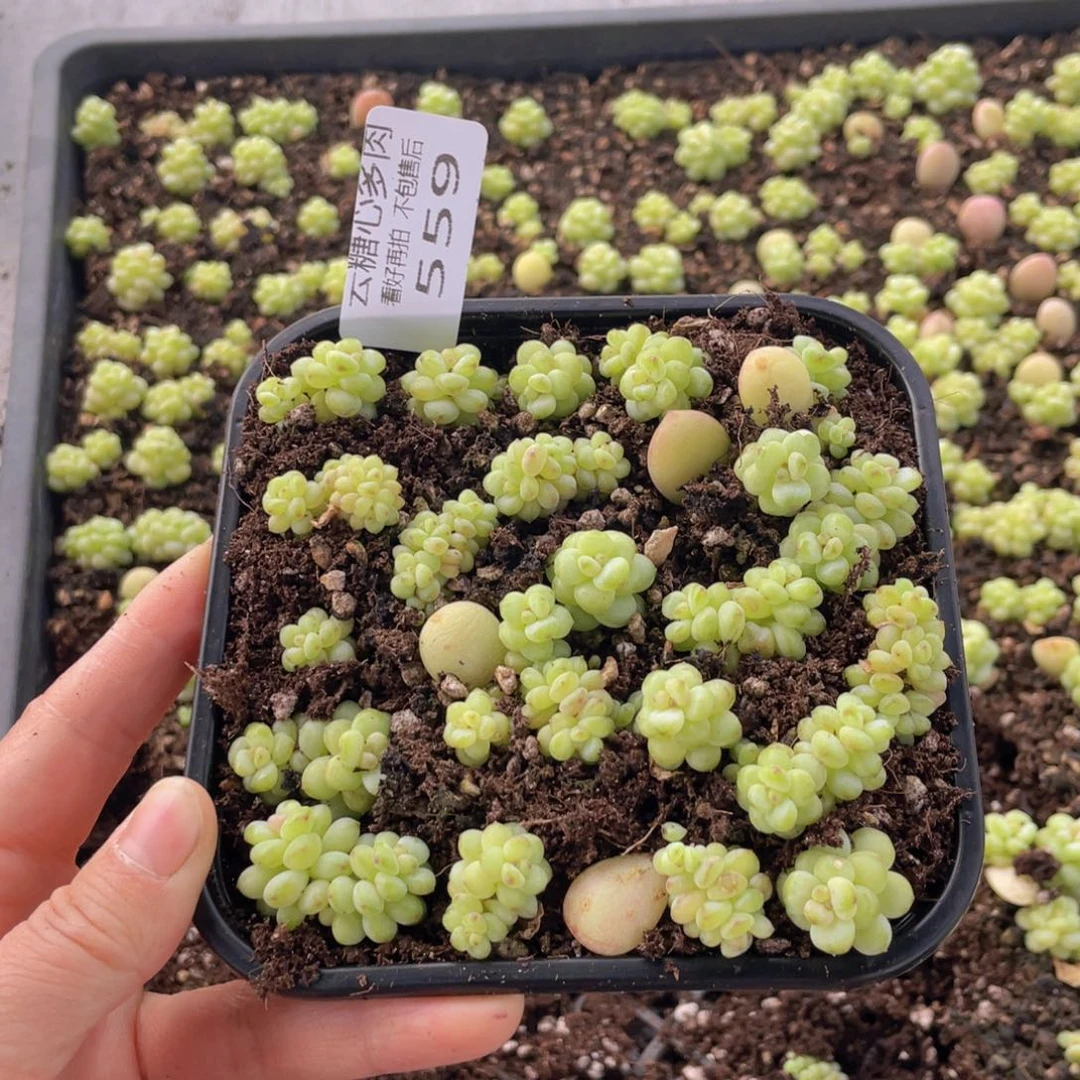 云糖心多肉植物559