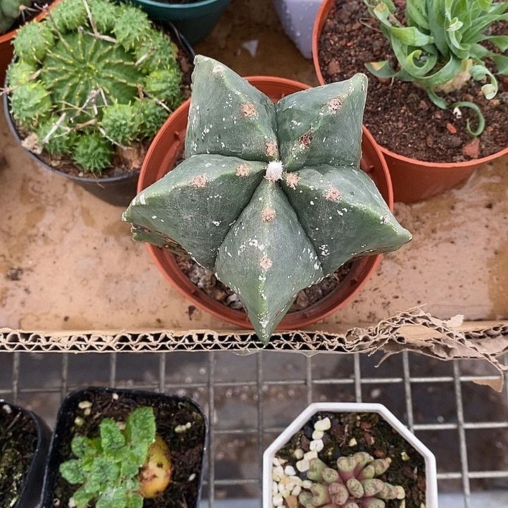 不***会开播前的一个晚上我都