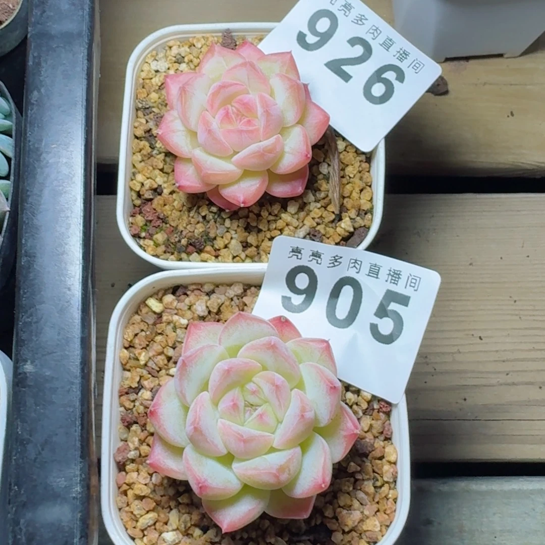 鱼****美心      愿你一路坦途，乘风破浪展宏图