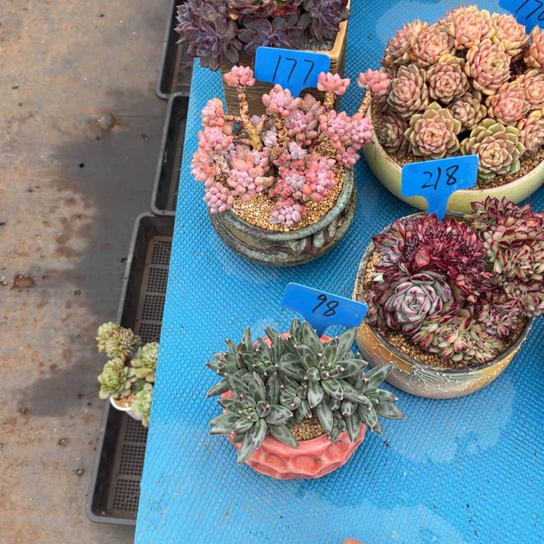 我**鱼0098凤羽多肉植物