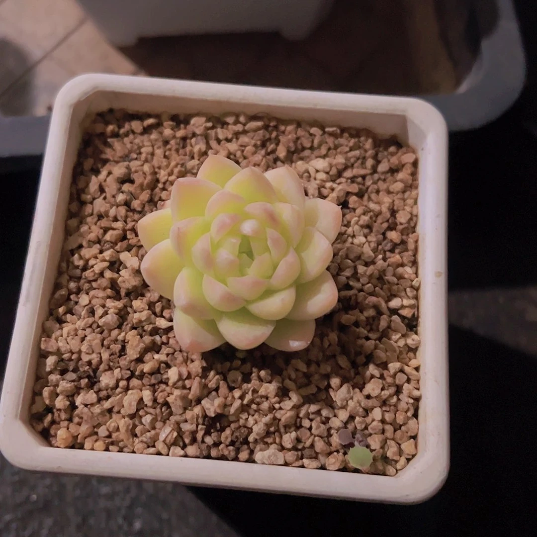多肉植物，多肉植物，