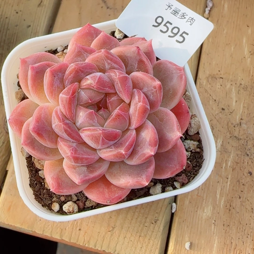 糯心冰魄，9595多肉植物