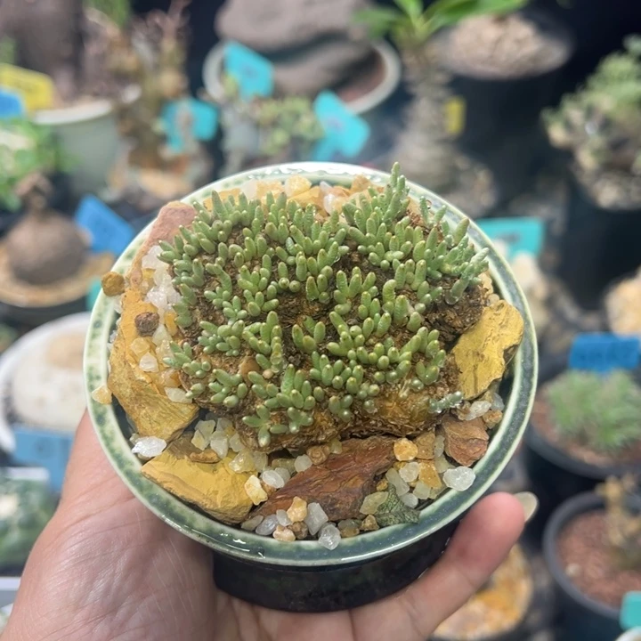 韧锦产地多肉植物