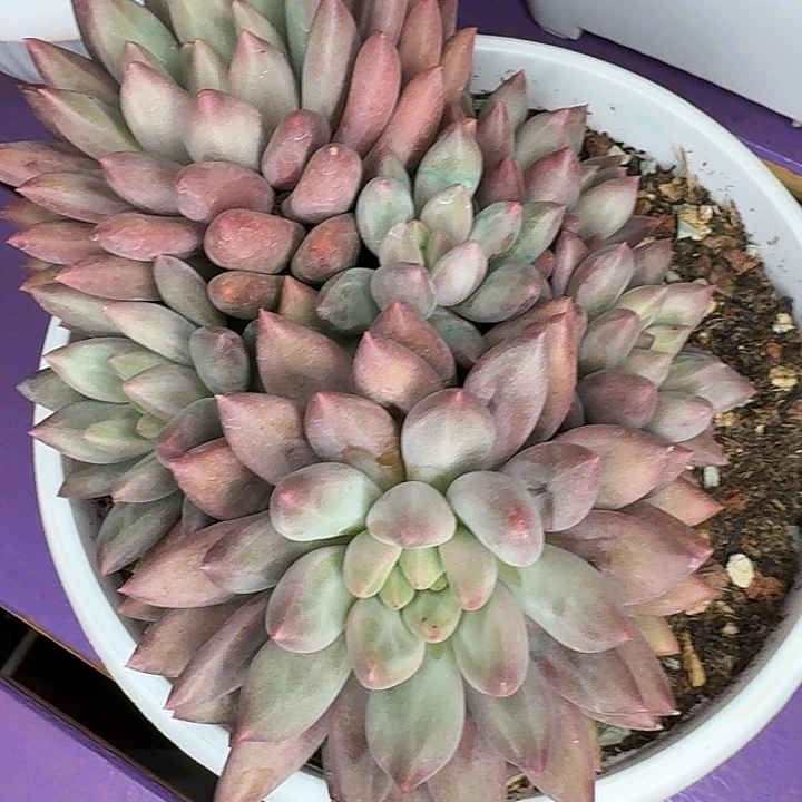 嘉***澍发货邮费多肉植物