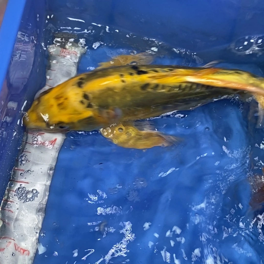 锦鲤冷水锦鲤包邮