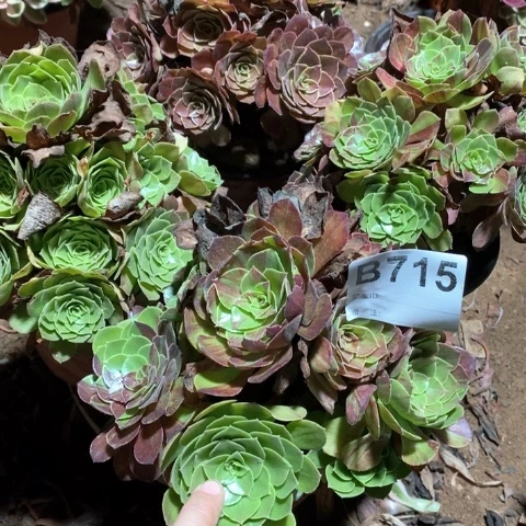 开***兵715四颗法师多肉植物