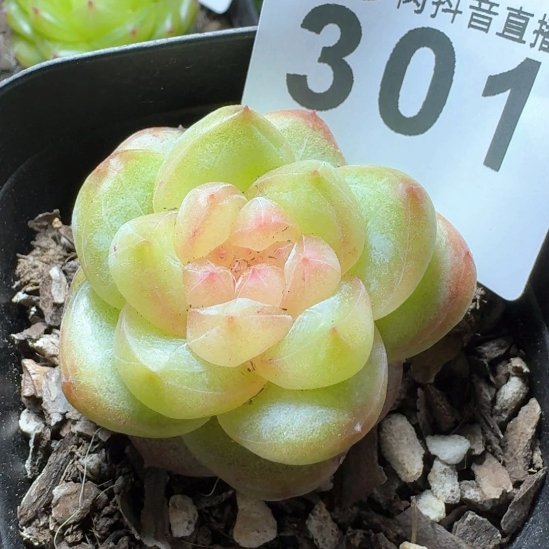 白心珍妮         多肉植物