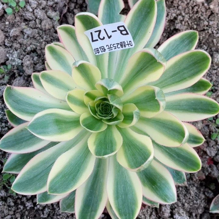 127青莲多肉12345678