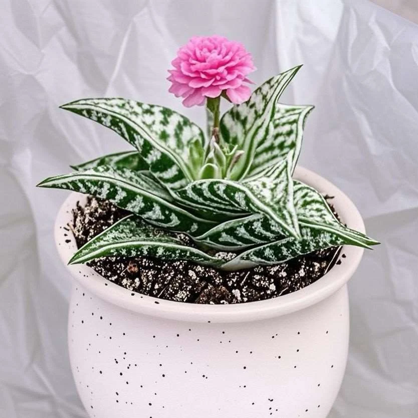 翠花千代稀有多肉植物