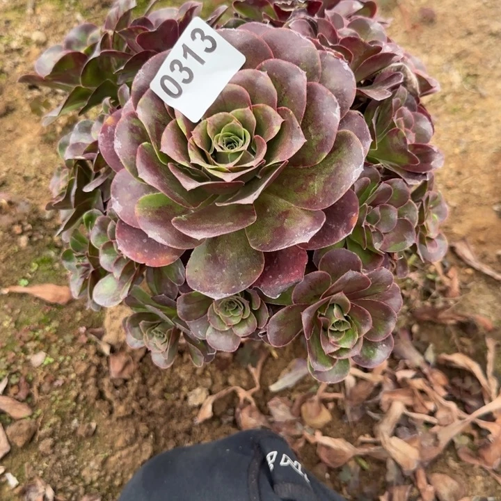 313 清棚处理不包断枝