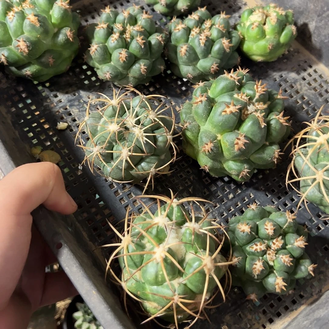 两个象牙仙人球组合
