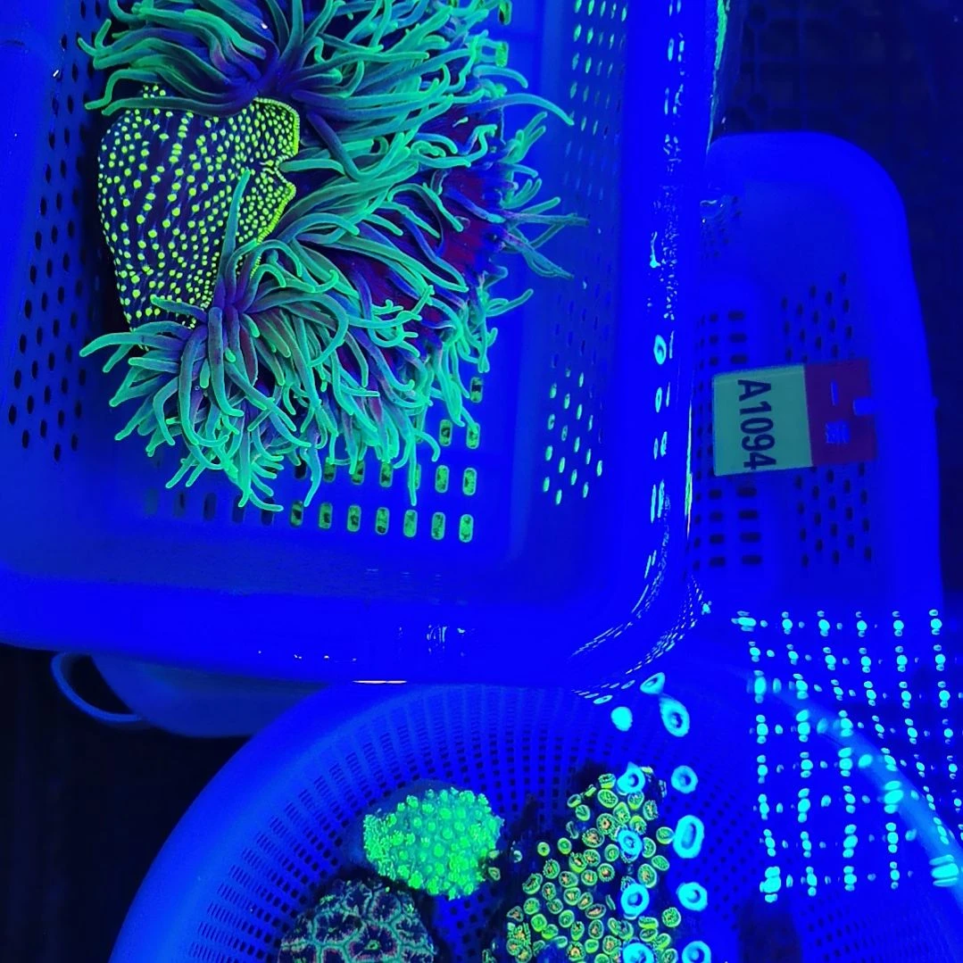 草皮珊瑚珊瑚套餐1150