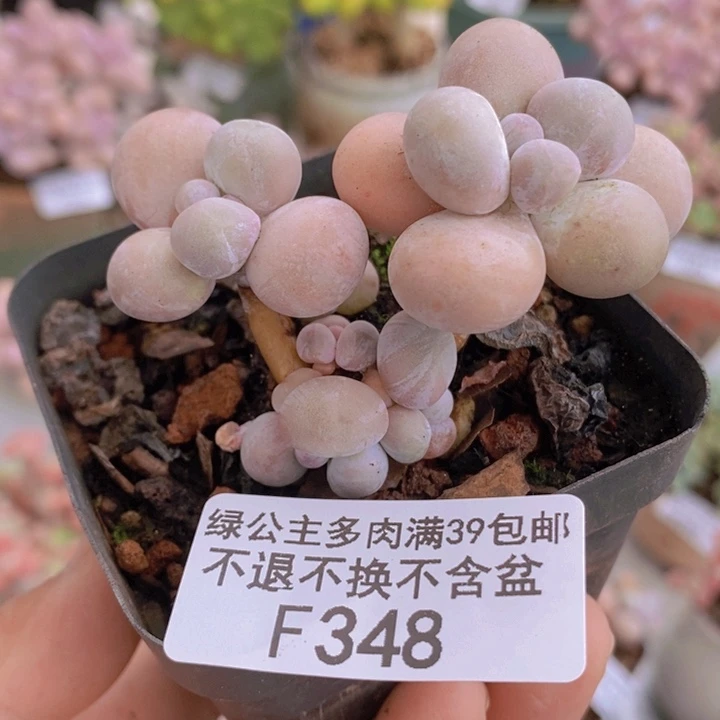 橙奶348多肉植物