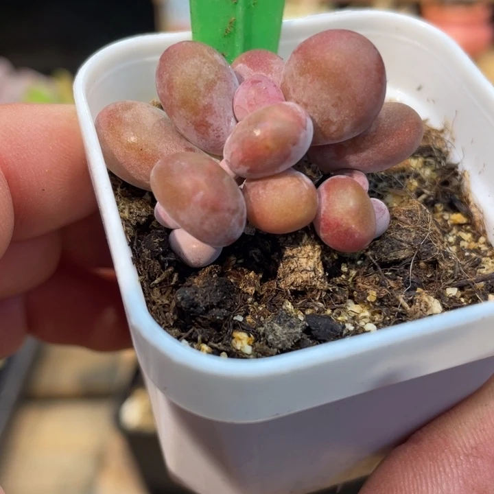 芒果五头带盆625号的多肉啊啊