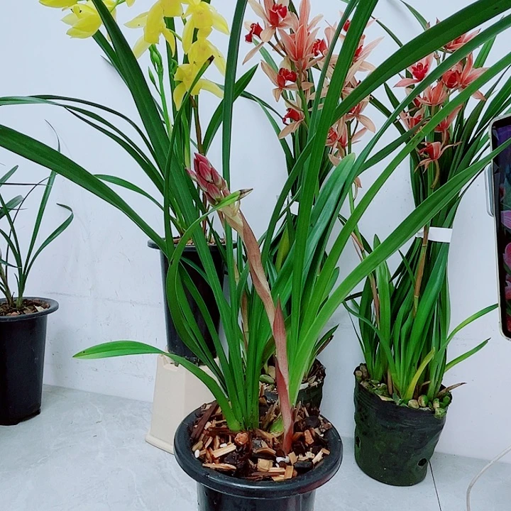 醉美人龙头带3花秋榜兰花