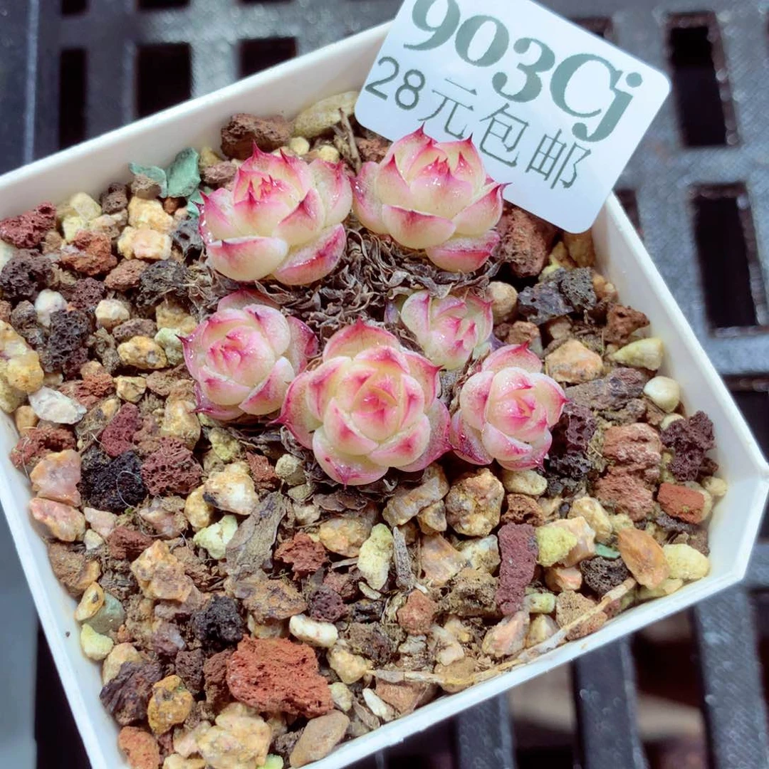 5厘米盆精控多肉903