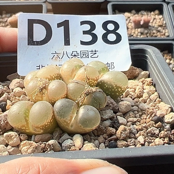 ?****?风铃111111111多肉