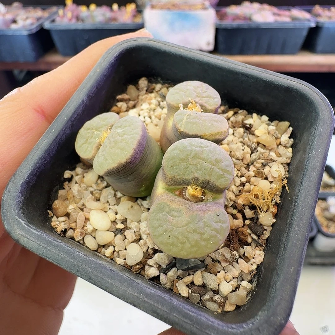 多肉植物福利特特100